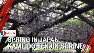 The wisteria at Kameido Tenjin Shrine 2021 | 月亀戸天神　藤まつり #122