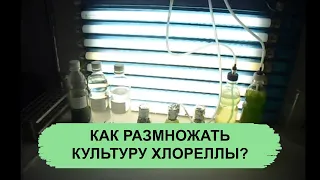 КАК РАЗМНОЖАТЬ КУЛЬТУРУ ХЛОРЕЛЛЫ?