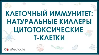 Натуральные киллеры и цитотоксические Т-клетки - клеточный иммунитет