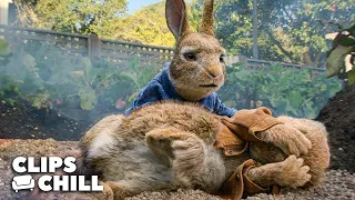 Blowing Up Bunnies - The Rabbits vs. Thomas! | Peter Rabbit | Clips & Chill