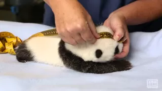 Giant Panda Cub Exam