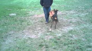 Doberman vs. Ridgeback