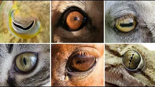 Почему у хищников и травоядных зрачки разные|Why do predators and herbivores have different pupils