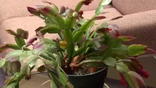 Watering Cactus and Succulent Plants