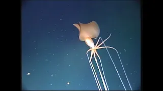 Bigfin Squid Up Close - Magnapinna from 2017