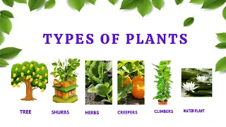 Types of Plants |Types of Plants for Kids | Science