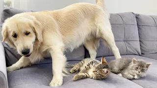 What Does a Golden Retriever do When Kittens Ignore Him!