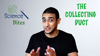 The Collecting duct شرح بالعربي