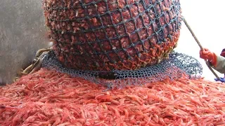 Everyone should watch this Fishermen's video - Catch Hundreds Tons Shrimp On The Modern Big Boat