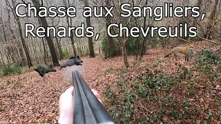 Chasse aux Sangliers, Renards, Chevreuils