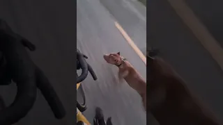 Ciclista  inseguito da un gruppo di cani