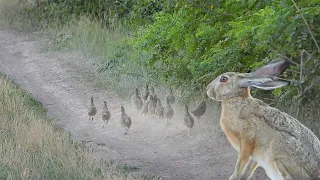 A flock of partridges scared the a hare a lot / Стая куропаток сильно напугала зайца