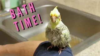 Pearl the Cockatiel's First Bath | Budgie and Cockatiel Take A Bath