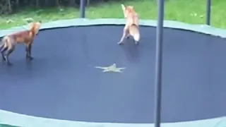 Foxes on Trampolines