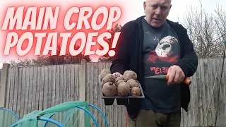Maincrop Potatoes Grow Potatoes At Home [Gardening Allotment UK] [Home Growing Veg & Flowers