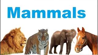Animals vocabularyl 100 names of animals in English with pictureslEnglish for children and beginners