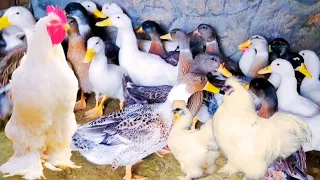 Ayam Lucu Dunia, Ayam Warna Warni, Ayam Pelangi, Bebek, Merak Yang Lucu, Kalkun Lucu, Hewan Lucu🦢🦆