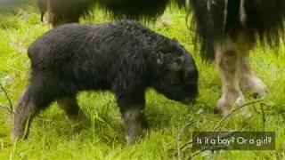 Muskox calf born June 7