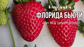 ФЛОРИДА БЬЮТИ 🍓 Наш идеальный РЕМОНТАНТНЫЙ (НСД) сорт!