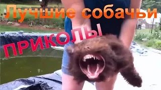 ЛУЧШИЕ СМЕШНЫЕ ПРИКОЛЫ С СОБАКАМИ И ЩЕНКАМИ, Смешные видео про собак. Приколы 2016.