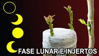 FASES LUNARES en la REALIZACIÓN de INJERTOS en frutales