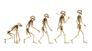 Did You Know: Why Don't Humans Have Tails? | Encyclopaedia Britannica