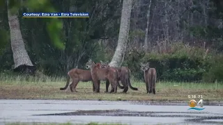 Photographer Snaps Pics Of Four Endangered Florida Panthers At Same Time