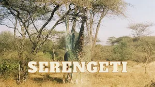 TANZANIA SAFARI // Exploring Serengeti
