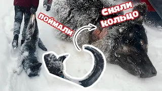 Собака с КОЛЬЦОМ на шее мучилась всю жизнь. Ловим, выстрелив шприцом.