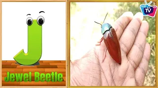 ABC Song | A to Z Insects Song | Insects Alphabet song | Phonics for Kids, Alphabet Letters