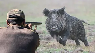 Top 10 tir du sanglier au maroc 2023 |Top 10 wild boar hunts Partie 02