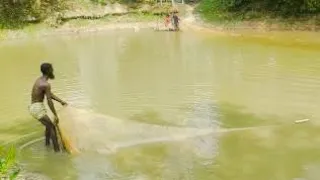 জাল টেনে কিভাবে মাছ ধরা হয়)How to catch fish with a net