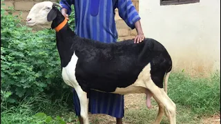 Reproduction des moutons: cycle de la brebis et accouplement