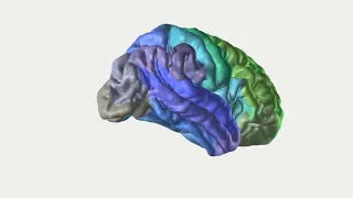 UF neuroscientists develop map of human brain’s sleep-wake states