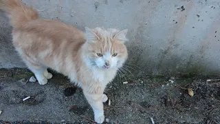 Fluffy  ginger  cat near road is very hungry