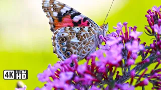 Most Beautiful Butterflies on Planet Earth 4k HD Video