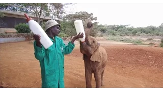 An Afternoon with Baby Elephants at the David Sheldrick Wildlife Trust