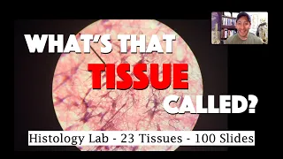 Histology Lab Demonstration: 100 Microscopic Slides of 23 Tissues