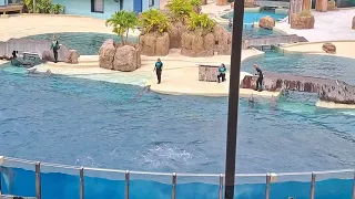 Florida  Sea world  Dolphin 's  Show