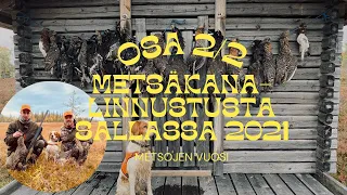 Metsäkanalinnustusta Sallassa 2021 - Metsojen vuosi OSA 2/2