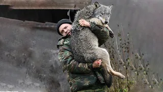 Мужчина когда-то спас ВОЛЧОНКА даже не думая о том, что через несколько лет он придет на ПОМОЩЬ