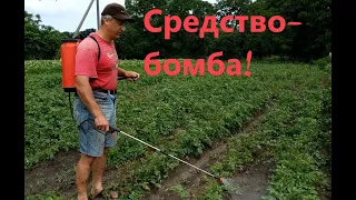 Фитофтора на картофеле. Жаль, что не знал этого раньше!