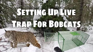 Setting Up A Live Trap For Bobcats - Bobcat Trapping