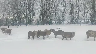 Зимовка овец на улице
