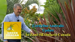 Cordyline Update Zone 5b Ontario Canada