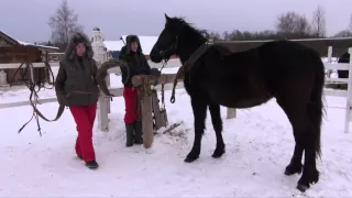 Подготовка к заездке в русскую упряжь молодой лошади.