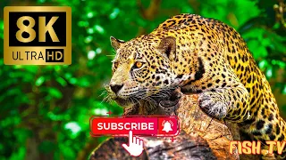 Animals Of The World 4K- 8K (60FPS) ULTRA HD - With Nature Sounds (Colorfully Dynamic) Fish tv