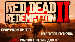 Как поймать лошадь в Red Dead Redemption 2. 100% результат 🐴 Гайд.