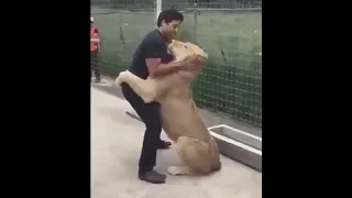 Lion Sees His Adoptive Father After 7 Years - Truly Heart-warming
