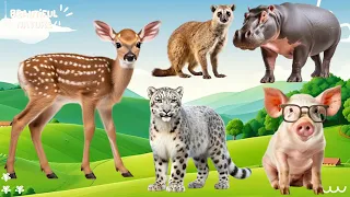 The Special Beauty of Animals - Slugs, Zebras, Elephants, Chickens, Rhinos | Animal sounds